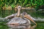 122-pelicans
