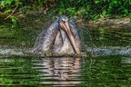 127-pelicans
