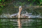 129-pelicans