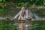 131-pelicans