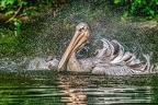 133-pelicans
