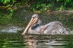 135-pelicans