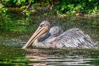 138-pelicans