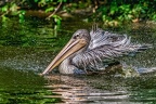 139-pelicans
