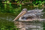 140-pelicans