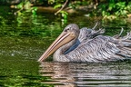 141-pelicans