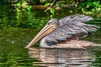 142-pelicans
