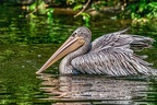 143-pelicans