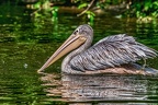 144-pelicans