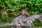 145-pelicans