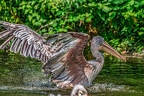 146-pelicans
