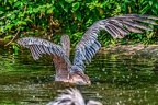 148-pelicans