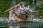 150-pelicans