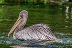 151-pelicans