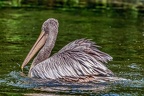 152-pelicans