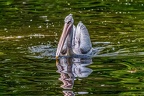 153-pelicans