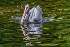 154-pelicans