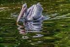 155-pelicans