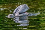 156-pelicans