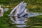 158-pelicans