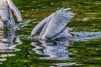 159-pelicans