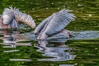 160-pelicans