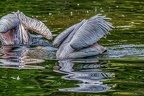 161-pelicans