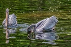 163-pelicans