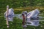 165-pelicans