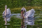 166-pelicans