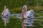 167-pelicans