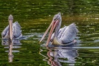 168-pelicans
