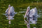 169-pelicans