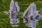 172-pelicans