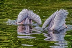 173-pelicans