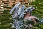 175-pelicans
