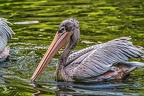 176-pelicans