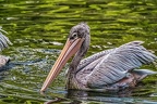 177-pelicans