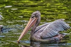178-pelicans