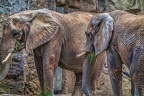 179-elephants