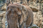 182-elephants