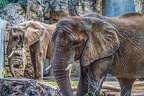 185-elephants
