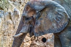 187-elephants