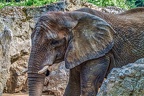 188-elephants
