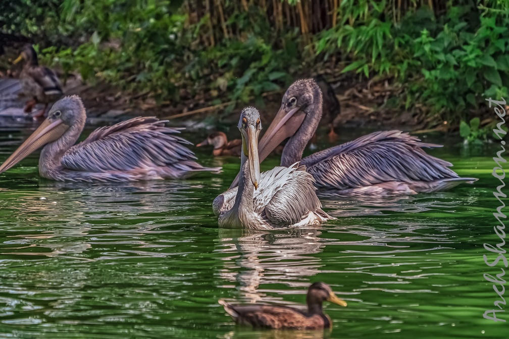 0001-pelicans