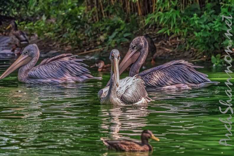 0001-pelicans.jpg