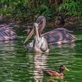 0002-pelicans