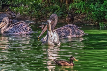 0002-pelicans