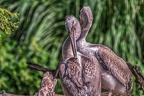 0005-pelicans