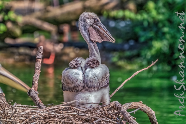0004-pelicans.jpg